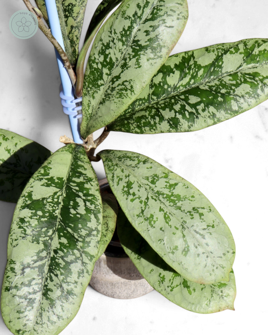 Hoya 'Lorelai'