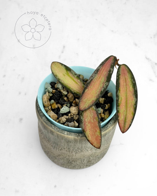 Hoya sigillatis (variegated splash)