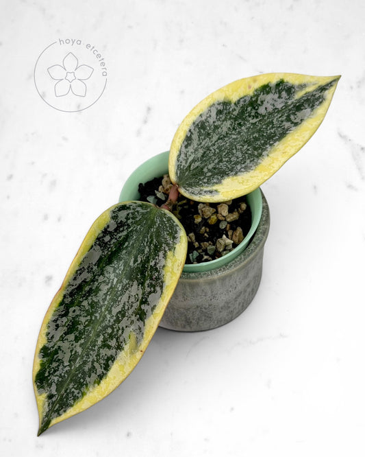 Hoya sp. Rangsan (albo splash)
