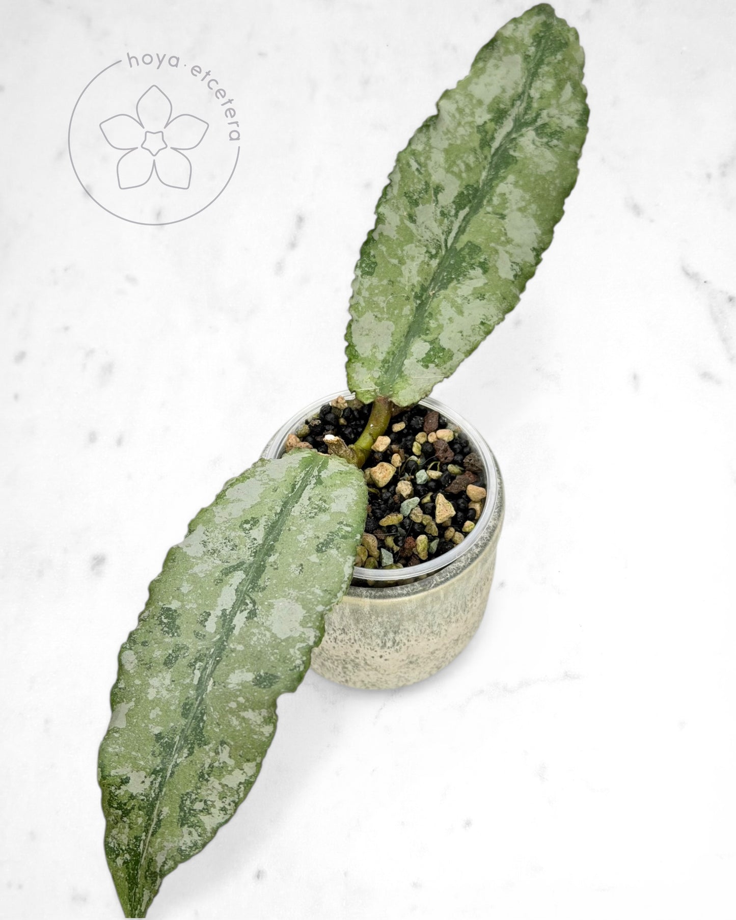 Hoya undulata (Clone 1 silver)