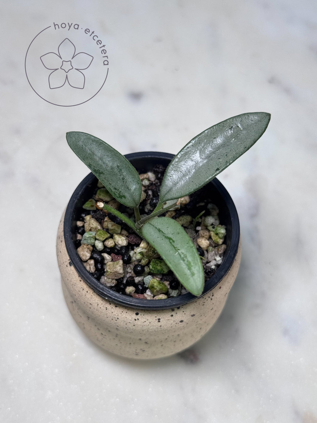 Hoya lima (silver)