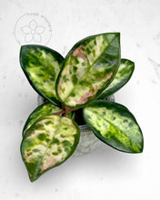 Load image into Gallery viewer, Hoya carnosa 'Madara' (Green Edge)
