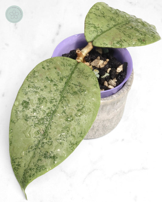 Hoya sp. Gunung Gading (Borneo silver)