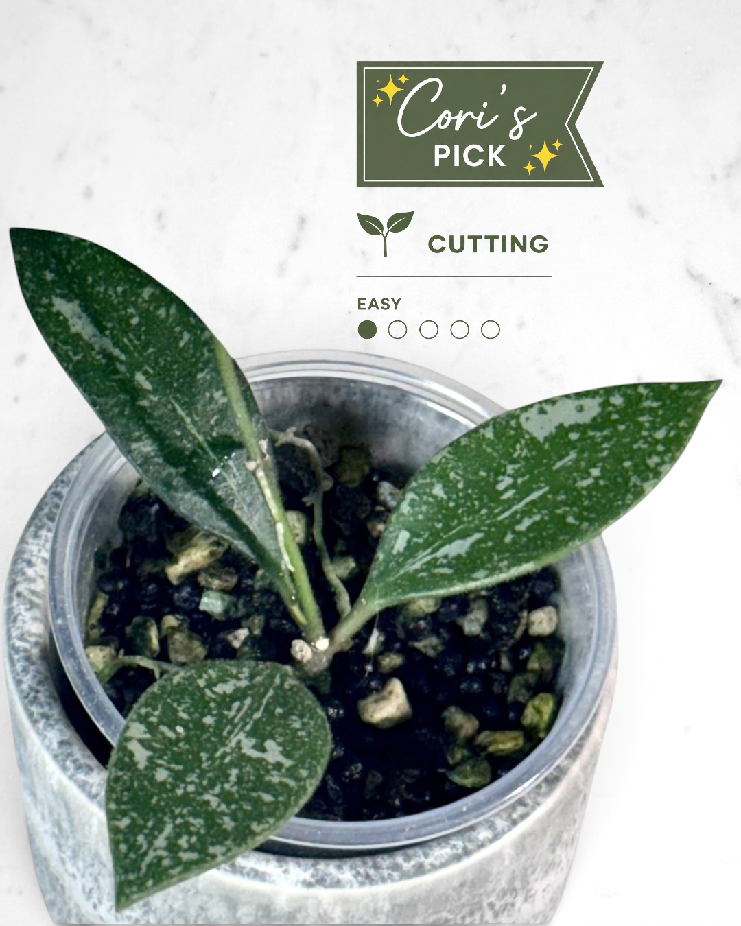 Hoya rosita (splash)