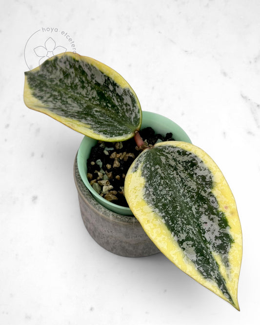 Hoya sp. Rangsan (albo splash)