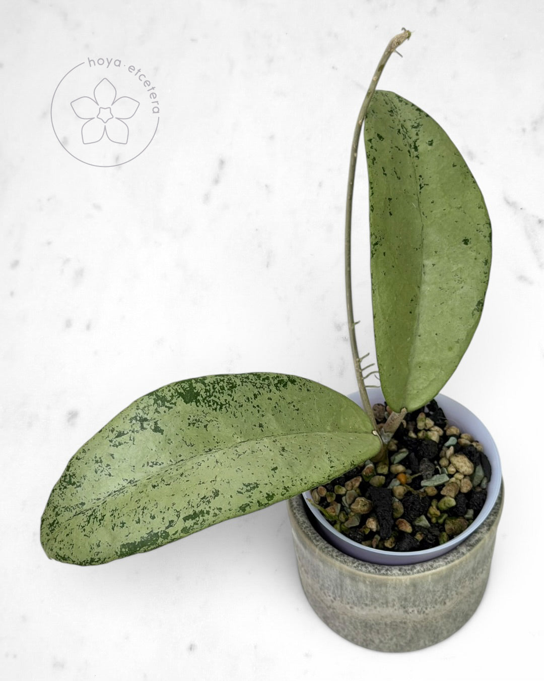 Hoya 'Emperor' (aff clemensiorum silver)