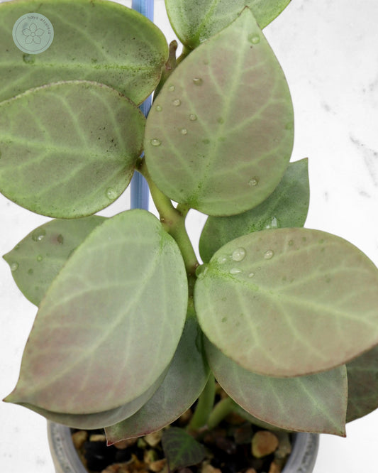 Hoya obscura 'Cryptic Chrome' CML-09-21-A