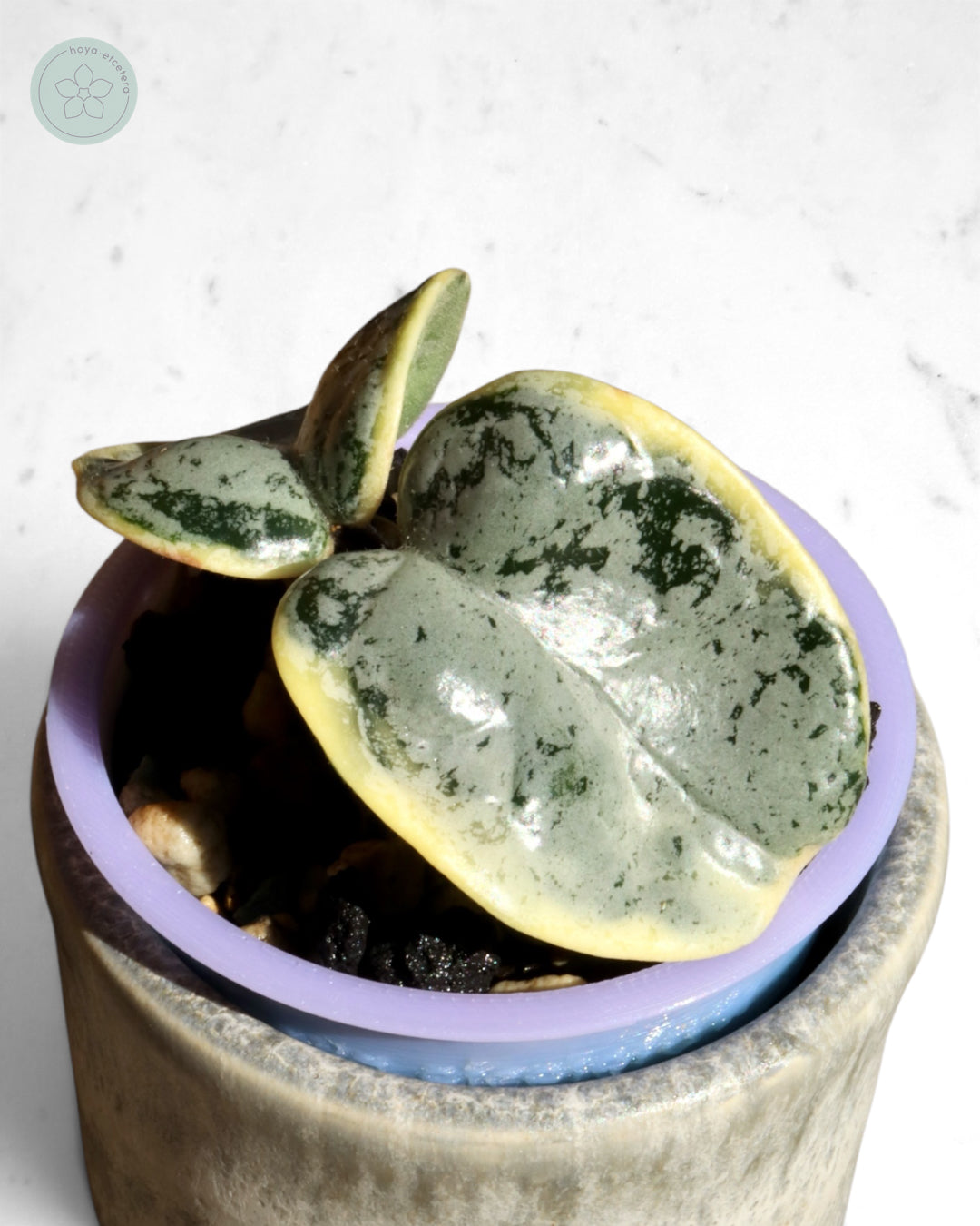 Hoya compacta 'Oblak'