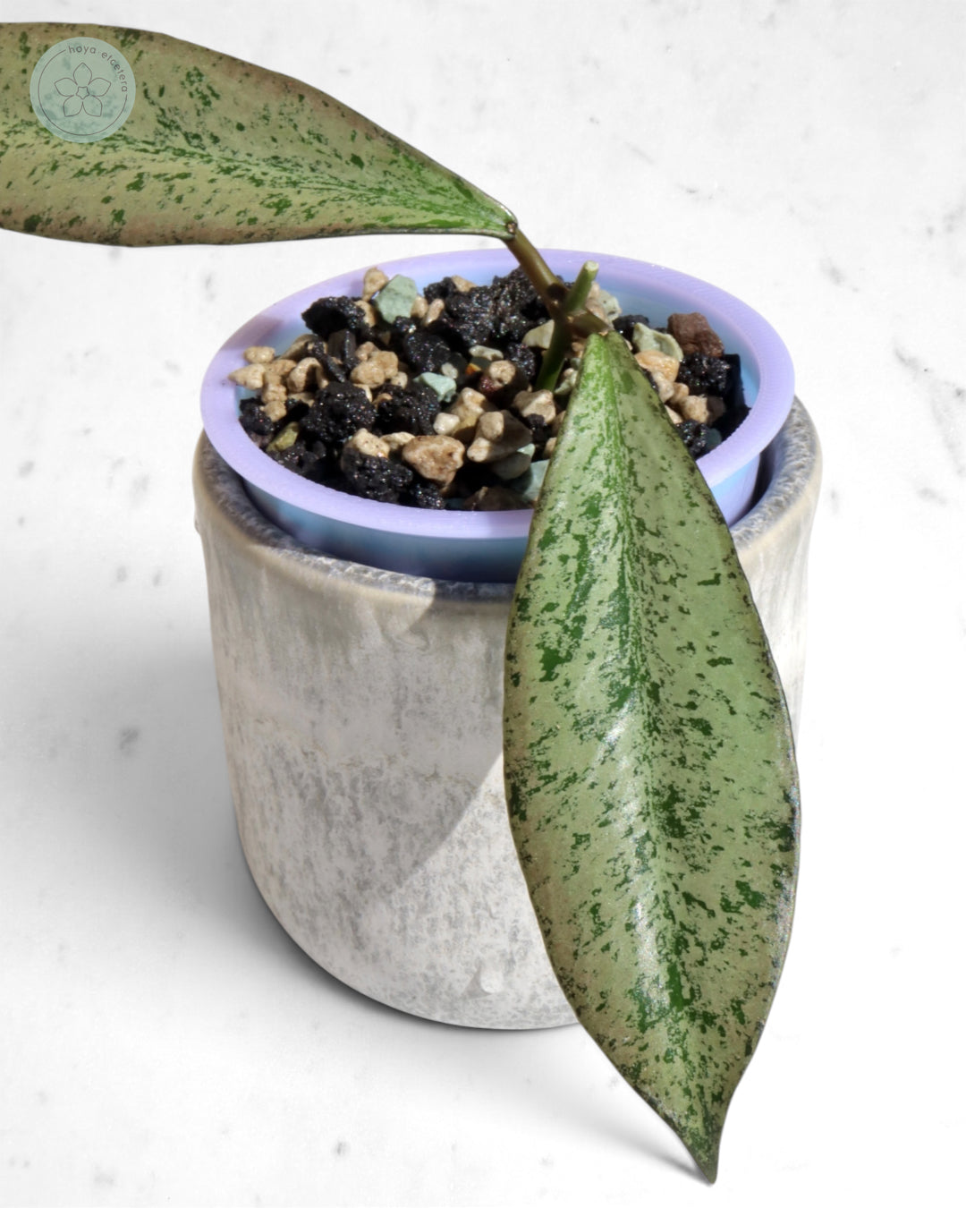 Hoya 'Argentella Luna'