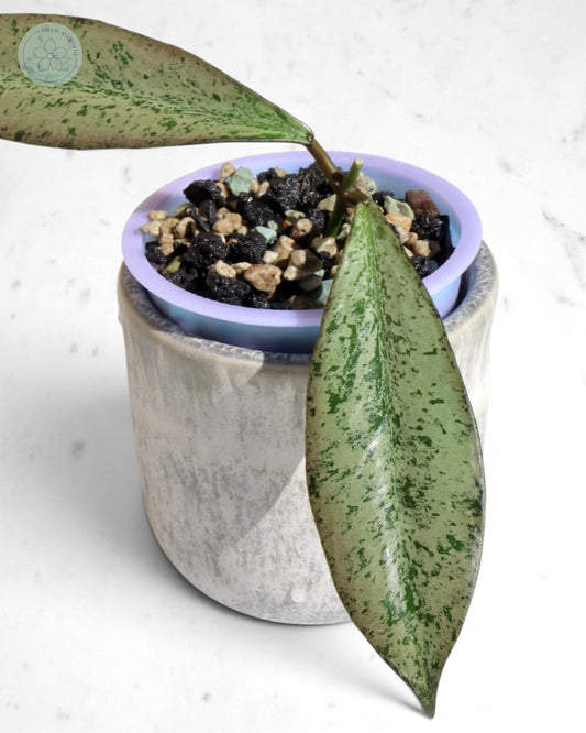 Hoya 'Argentella Luna'