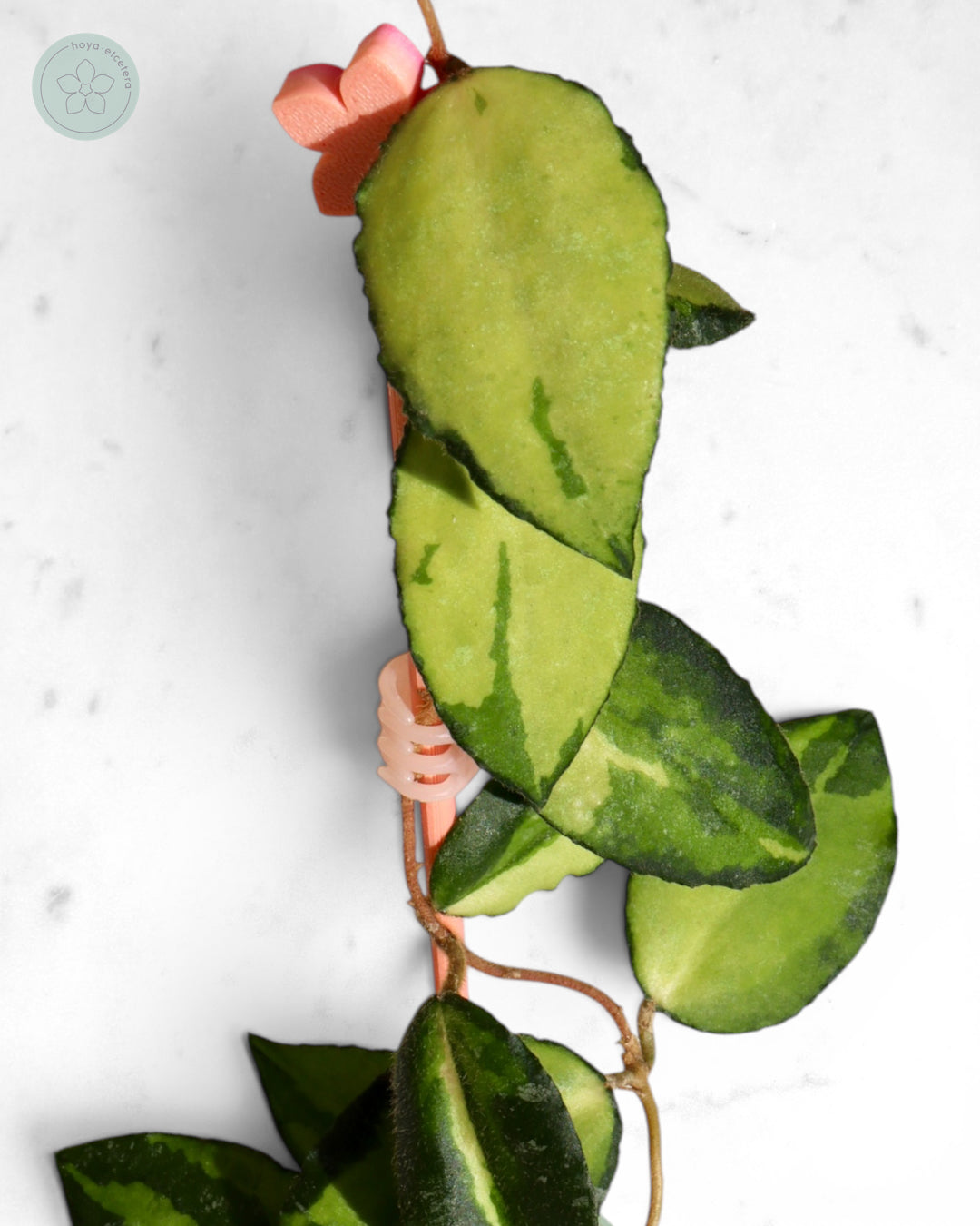 Hoya caudata (variegated)