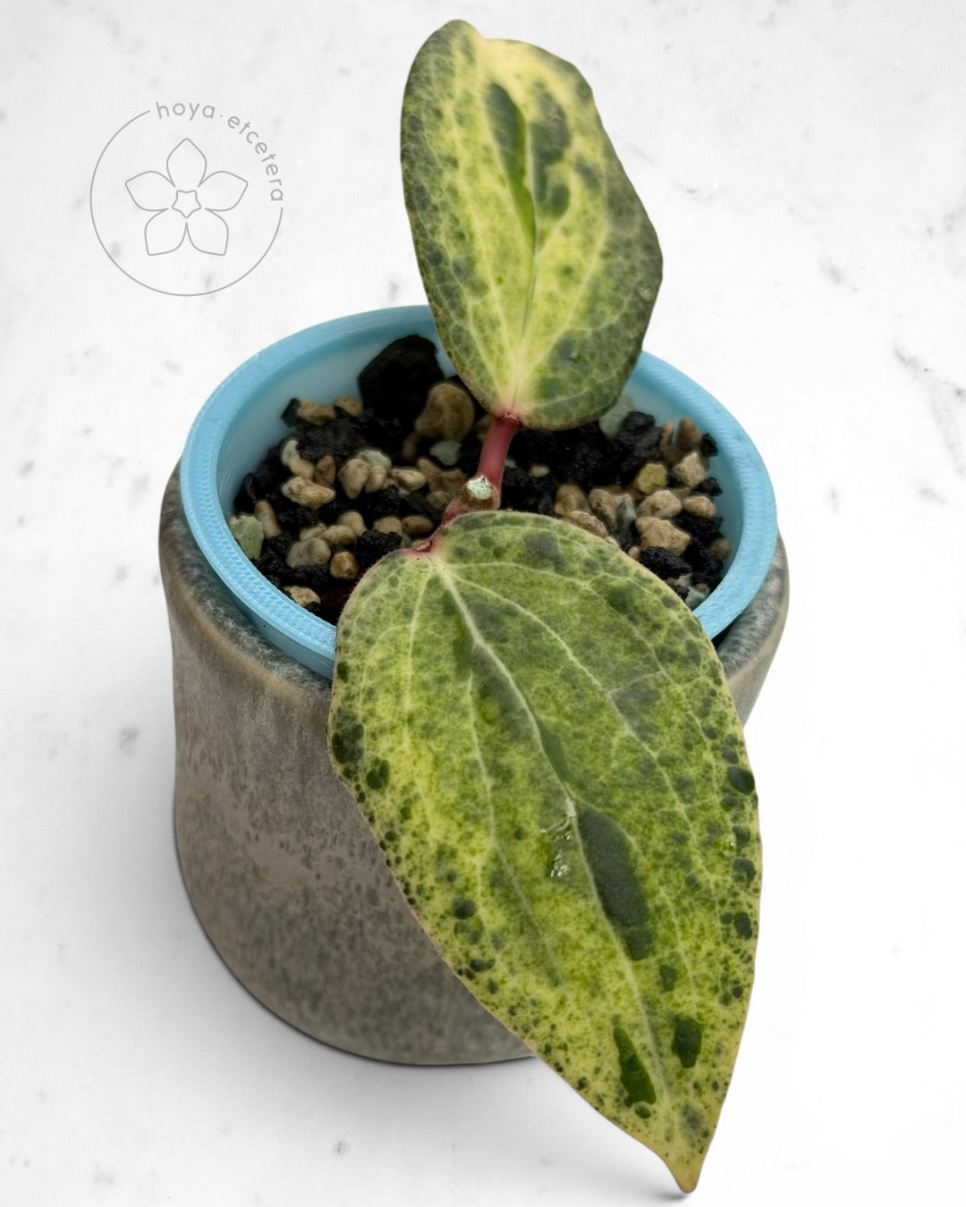 Hoya 'Swiffer’s Nightmare' 🌱 cutting