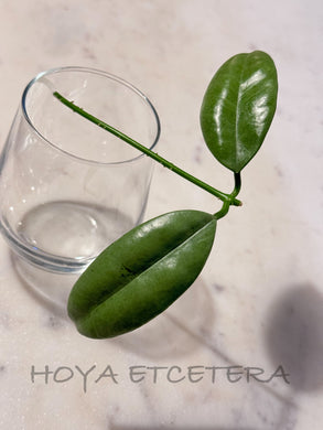 Products – Hoya etcetera