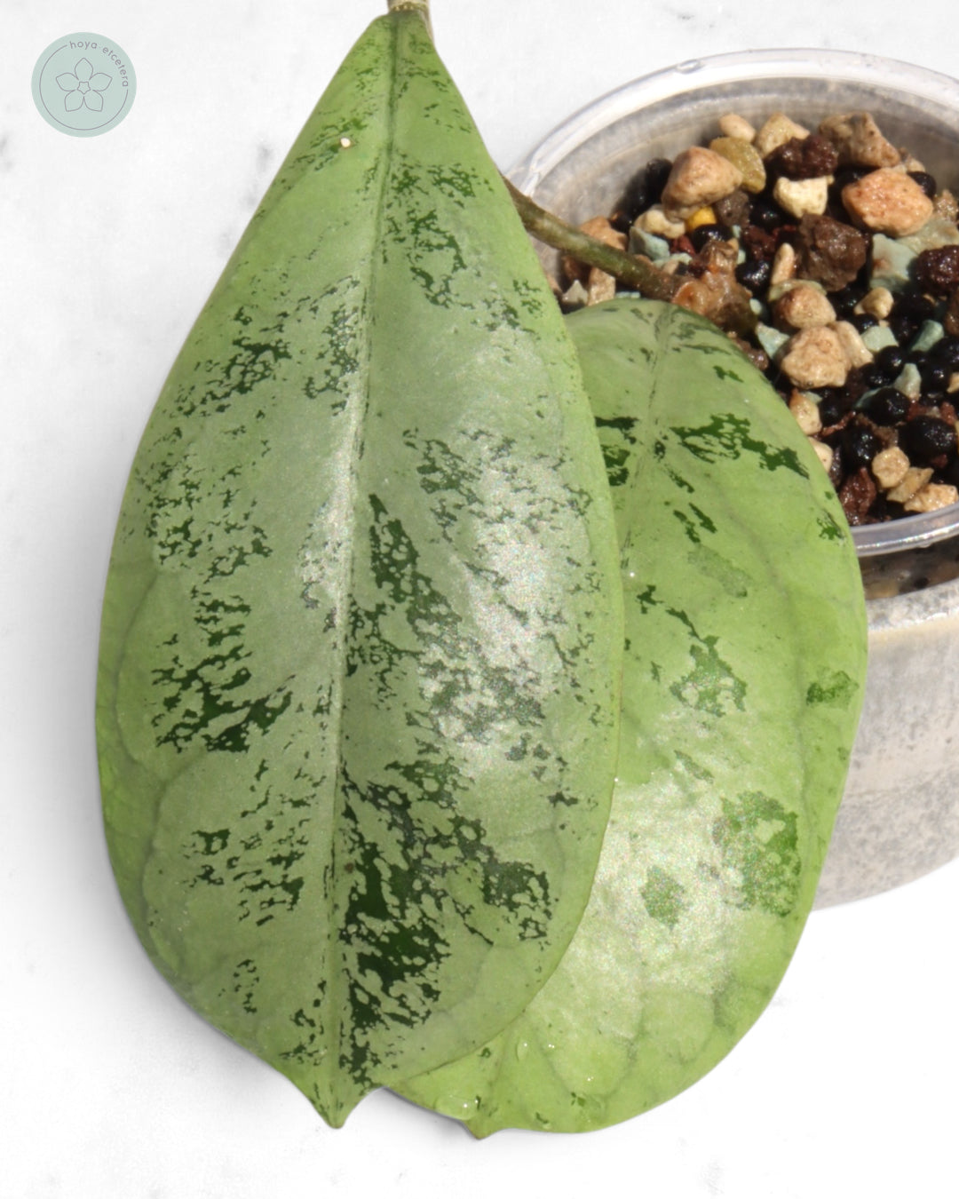 Hoya 'Lorelai'