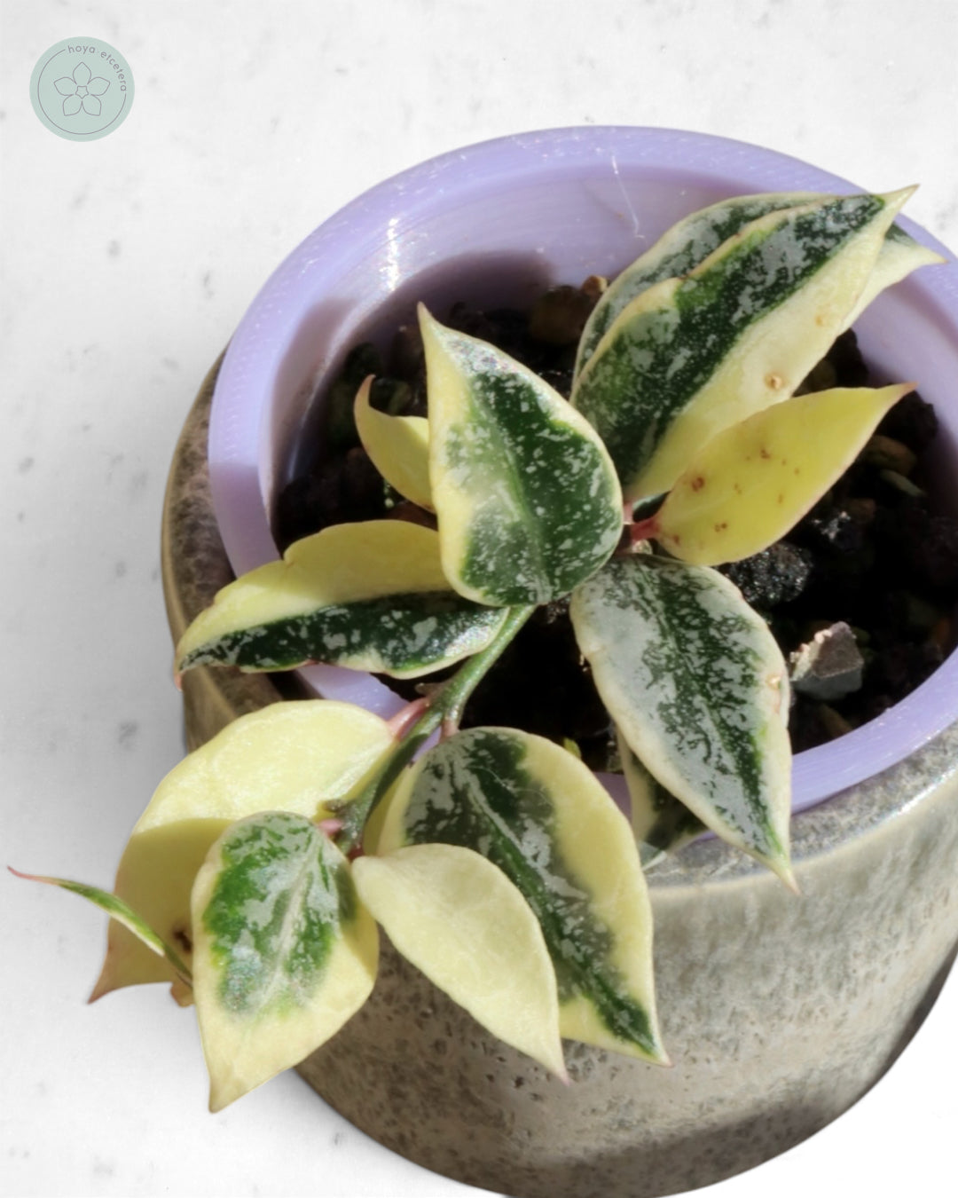 Hoya lacunosa 'Lumina'