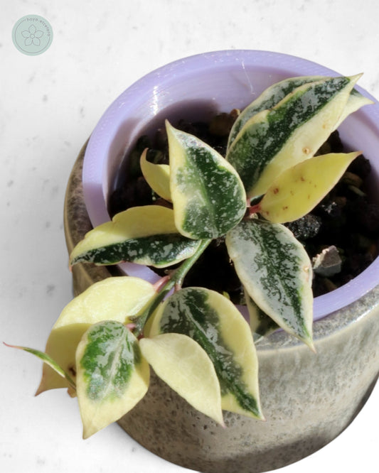 Hoya lacunosa 'Lumina'