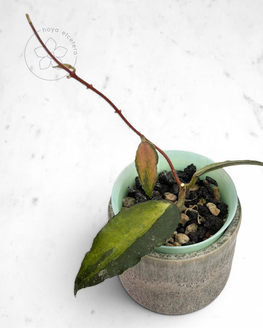 Hoya caudata (variegated)