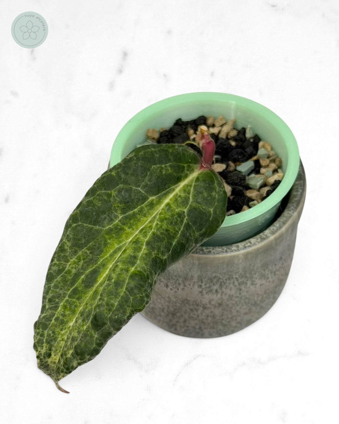 Hoya 'Swiffer’s Nightmare'
