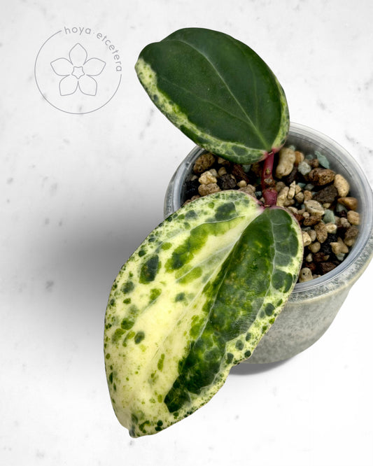 Hoya 'Swiffer’s Nightmare'