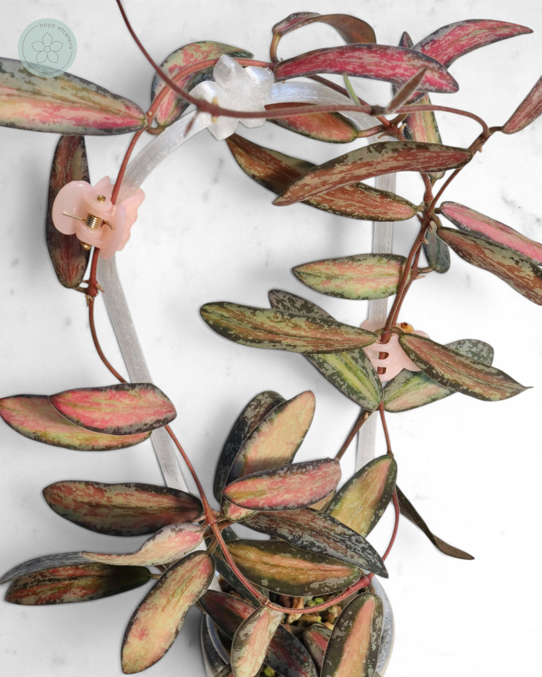 Hoya sigillatis (variegated splash)
