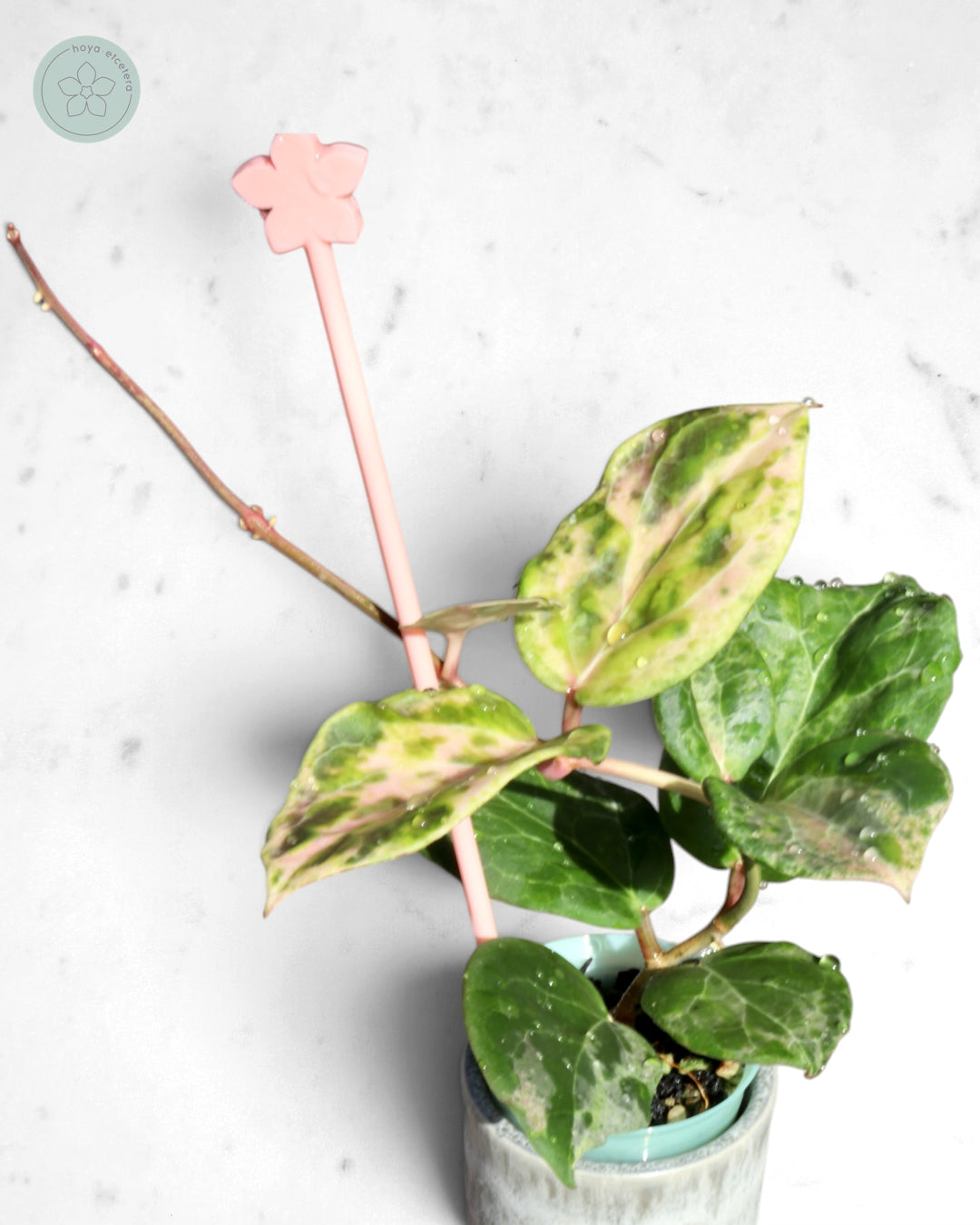 Hoya 'Candy'