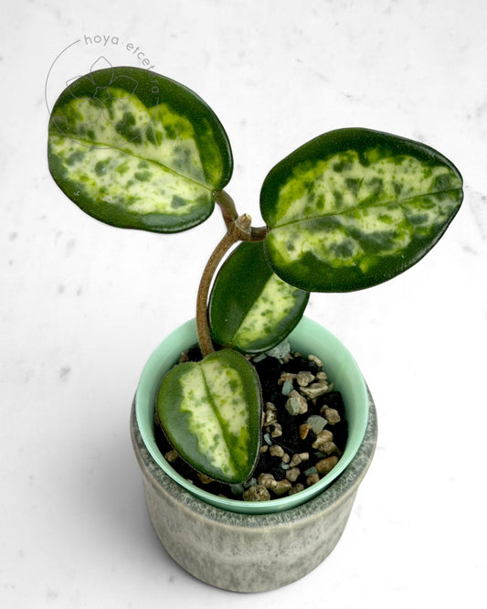 Hoya carnosa 'Madara' (Green Edge) 🌱 cutting