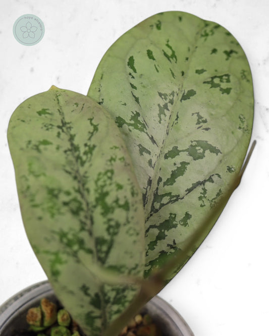 Hoya 'Lorelai'