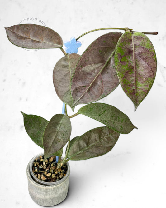 Hoya sp. Lai Chau (silver)