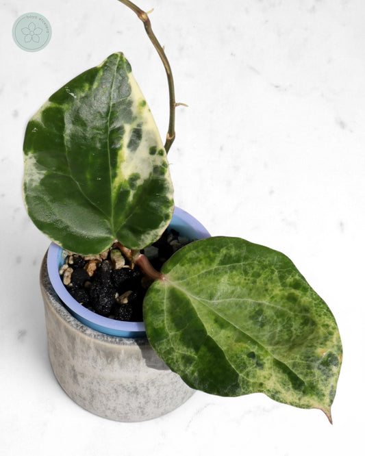 Hoya 'Candy'