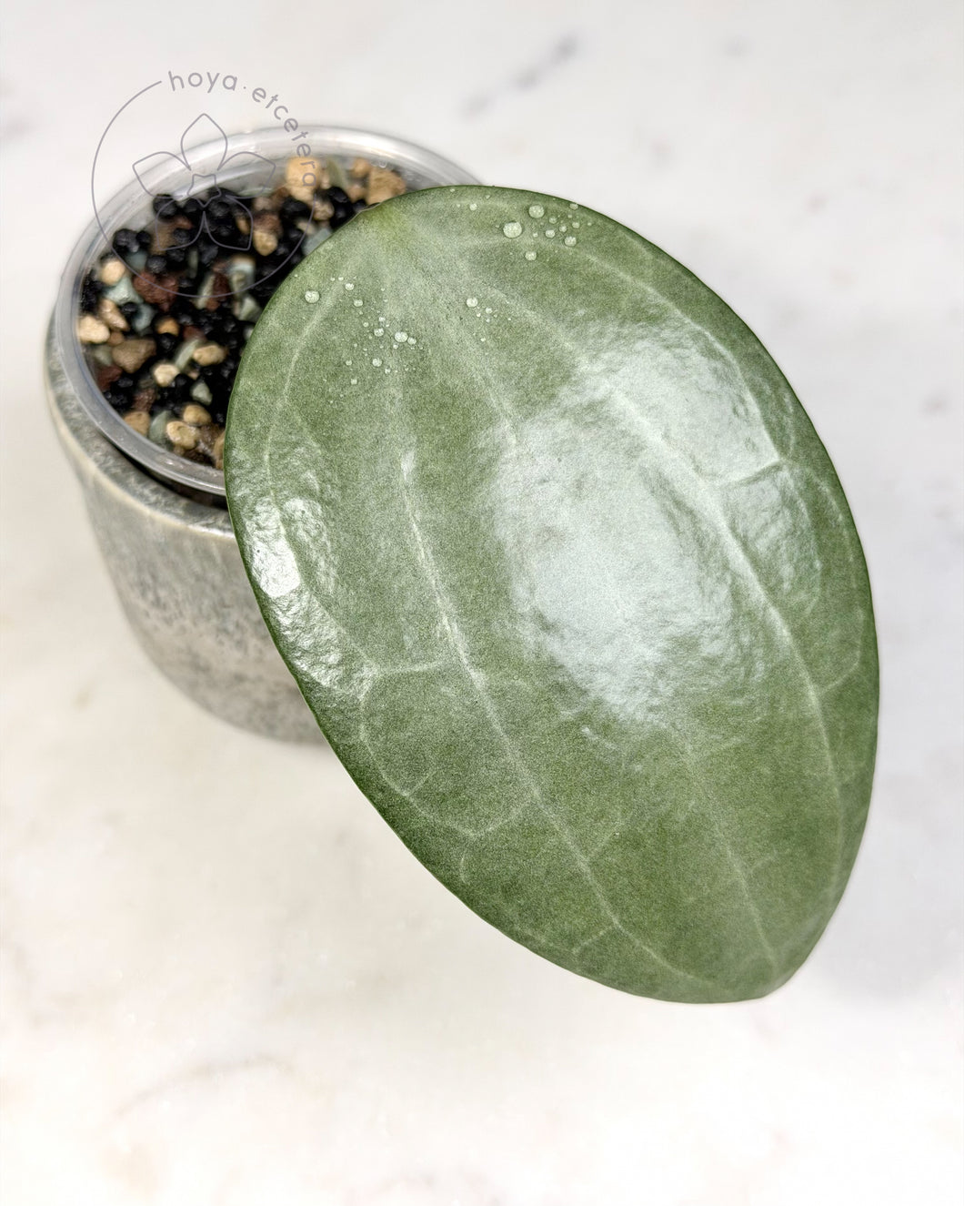 Hoya latifolia (silver)