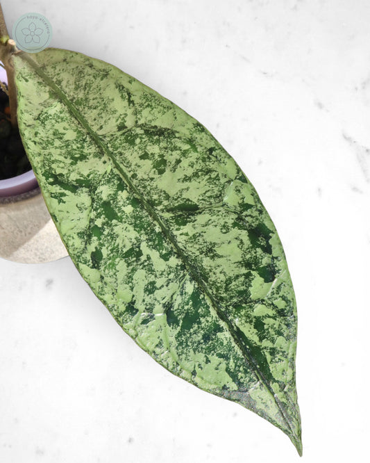 Hoya clemensiorum (Borneo silver)