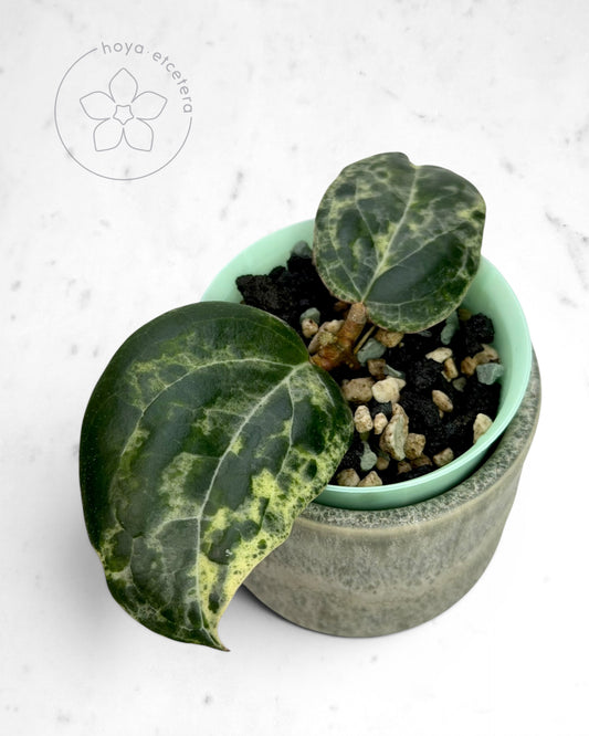 Hoya 'Fantasy' 🌱 cutting
