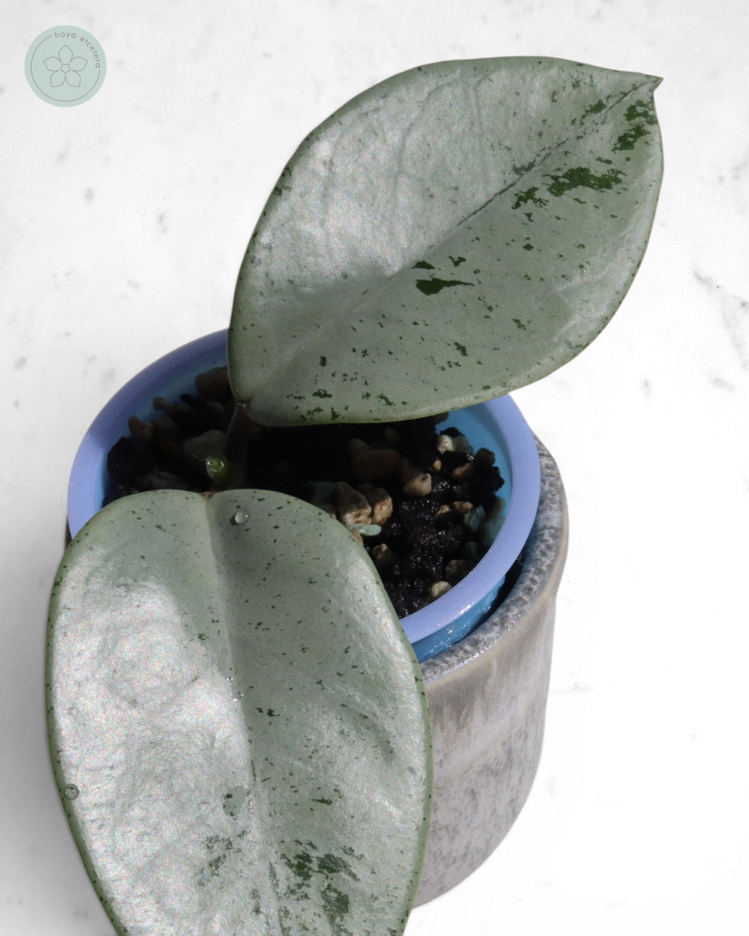 Hoya 'Stardust' (silver) 🌱 cutting