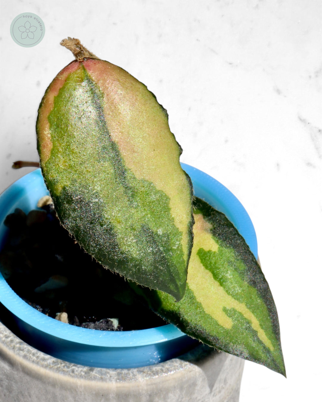 Hoya caudata (variegated)