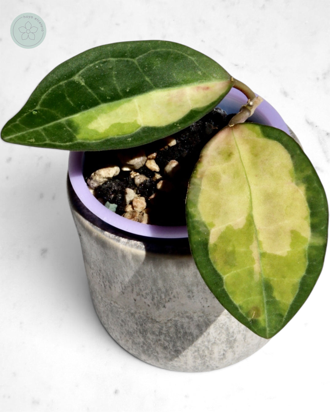 Hoya elliptica (variegated)