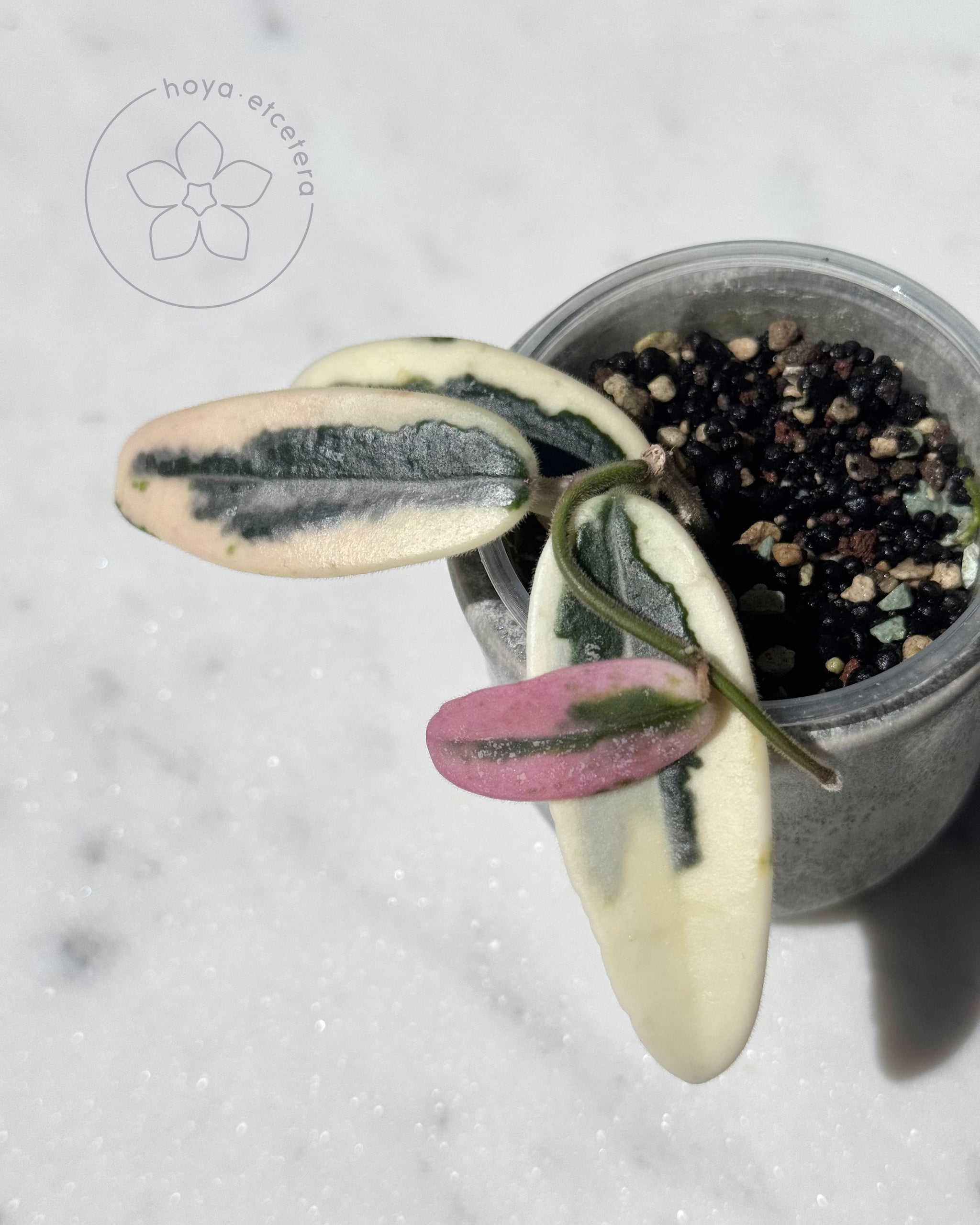 Hoya lyi 'Prism' – Hoya etcetera