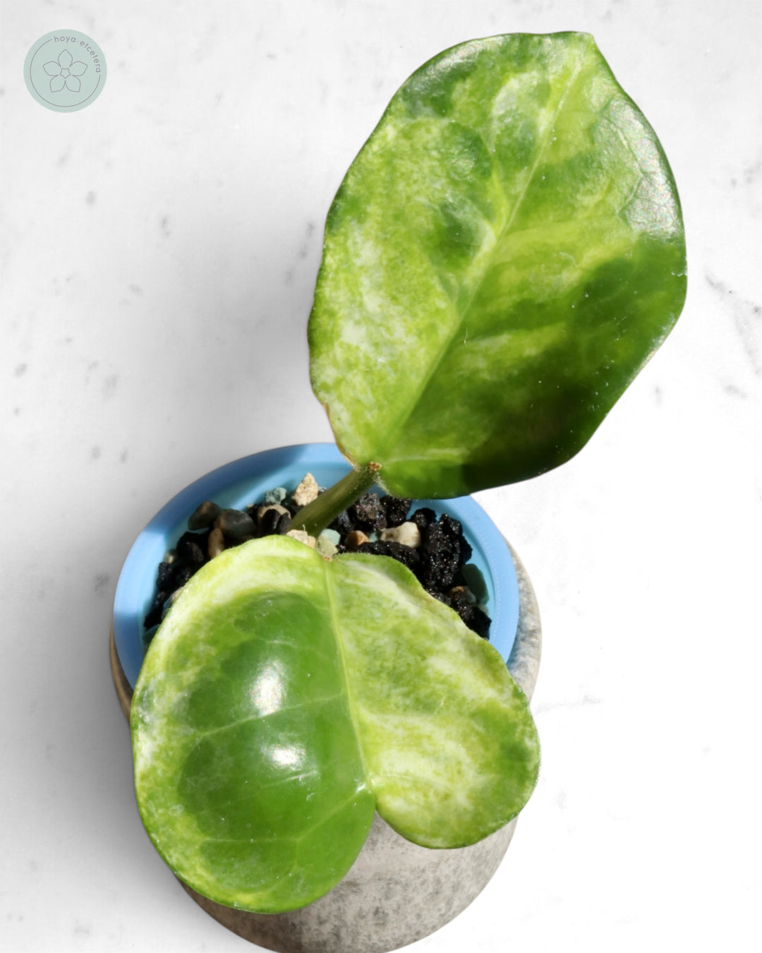 Hoya australis (peridot)