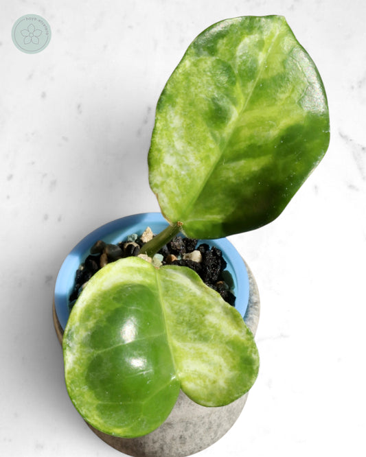 Hoya australis (peridot)