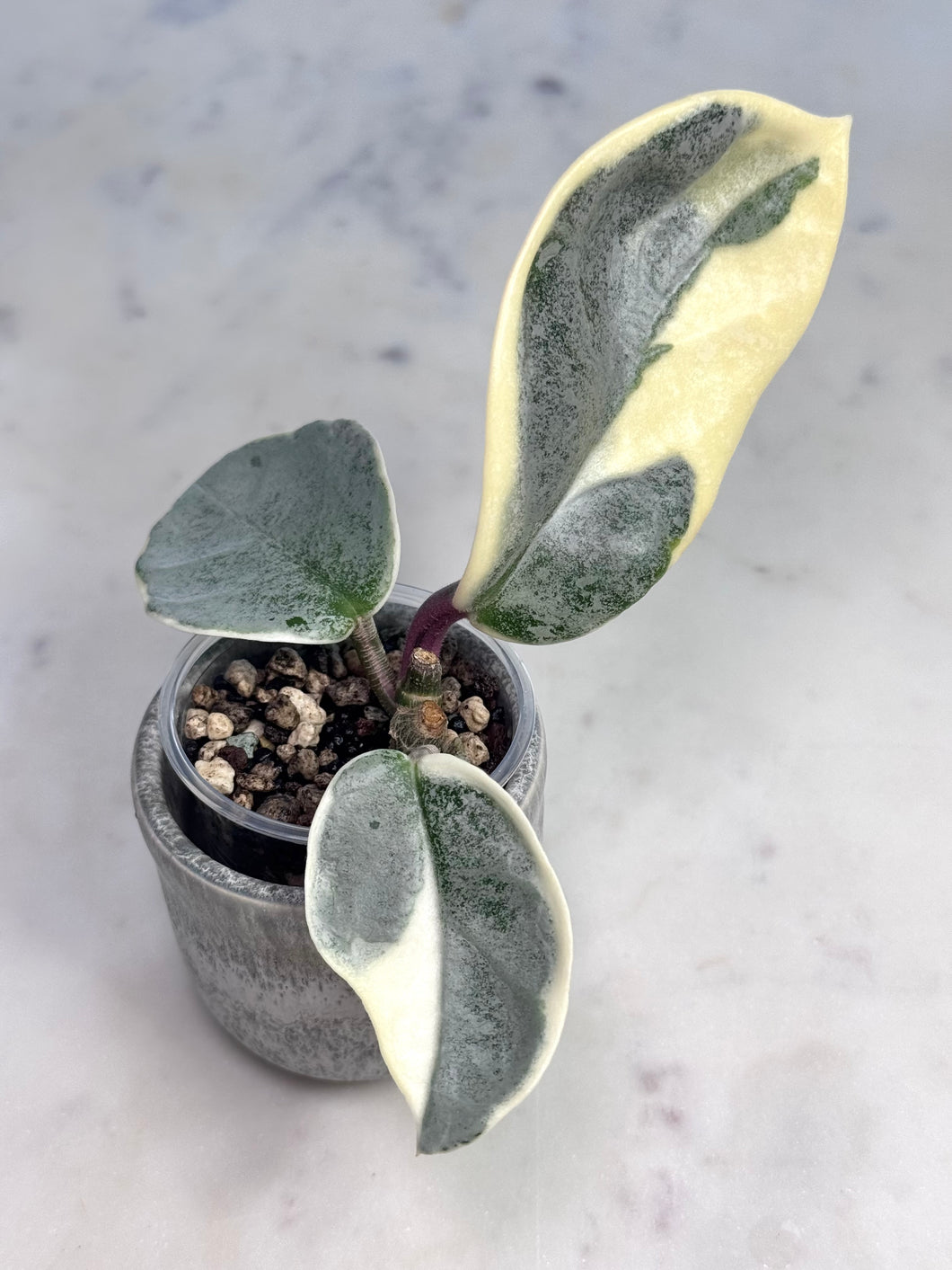 Hoya carnosa 'Argentea Picta' 🌱 cutting