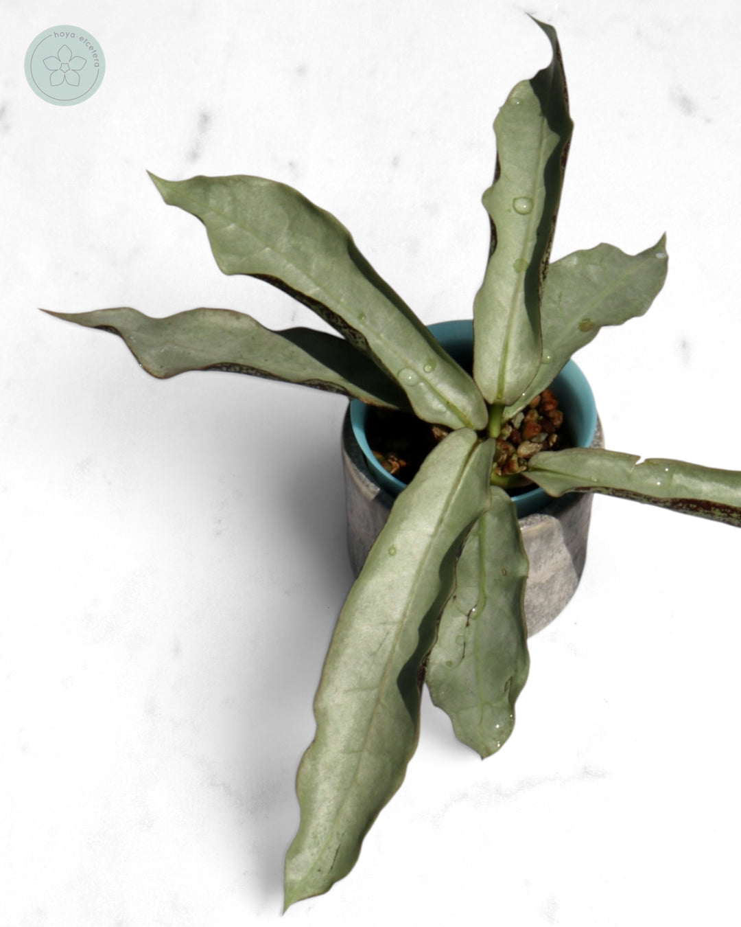 Hoya mitrata (sp. Buntok silver AH clone)