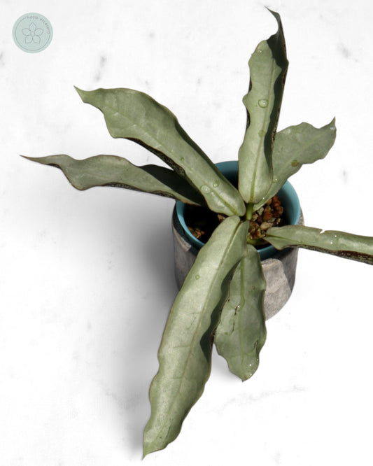 Hoya mitrata (sp. Buntok silver AH clone)