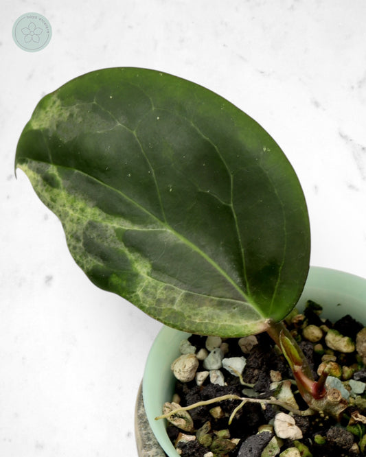 Hoya 'Candy'