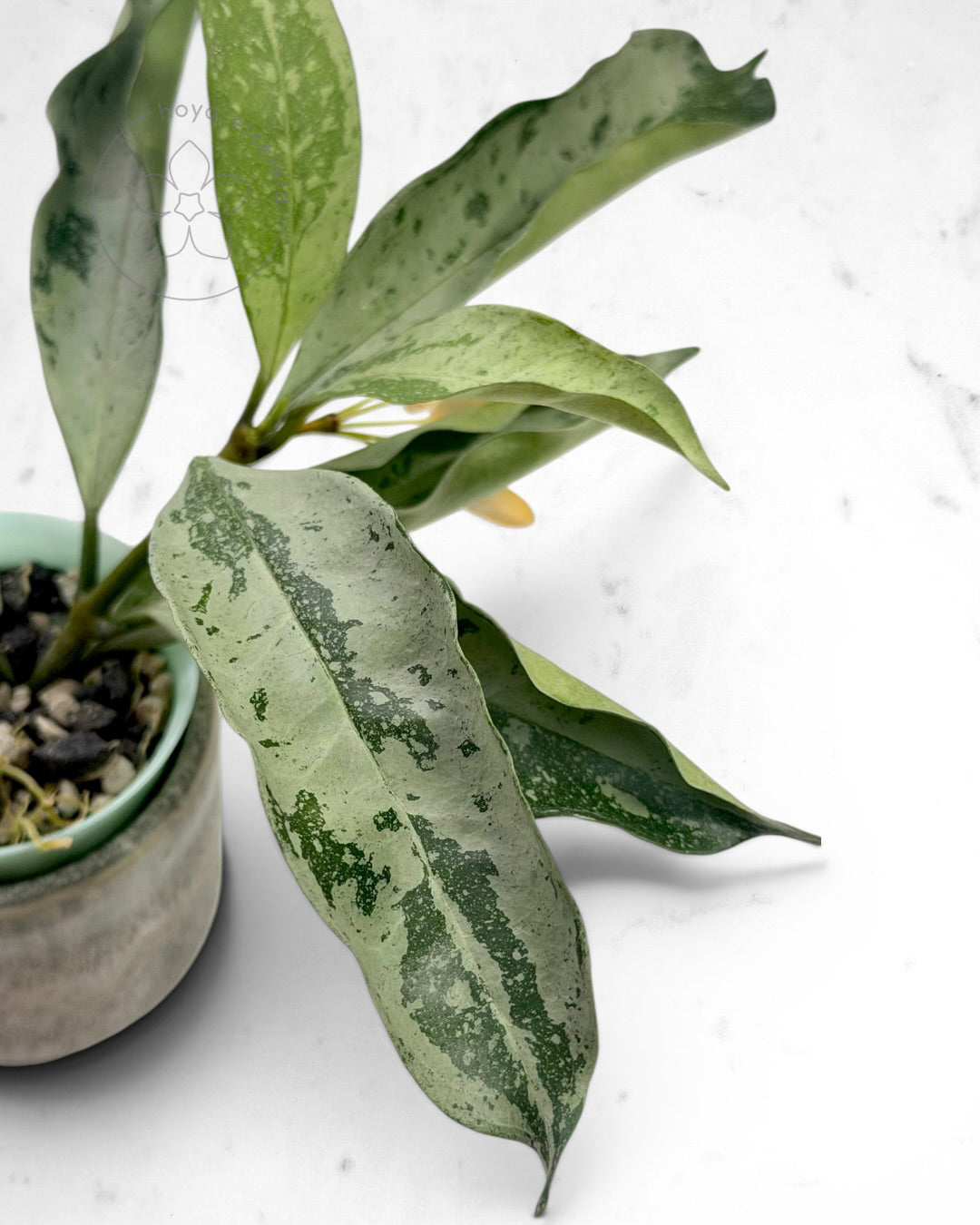 Hoya occultata (silver)