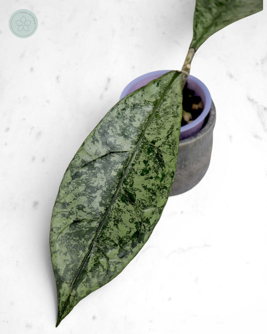 Hoya clemensiorum (Borneo silver)