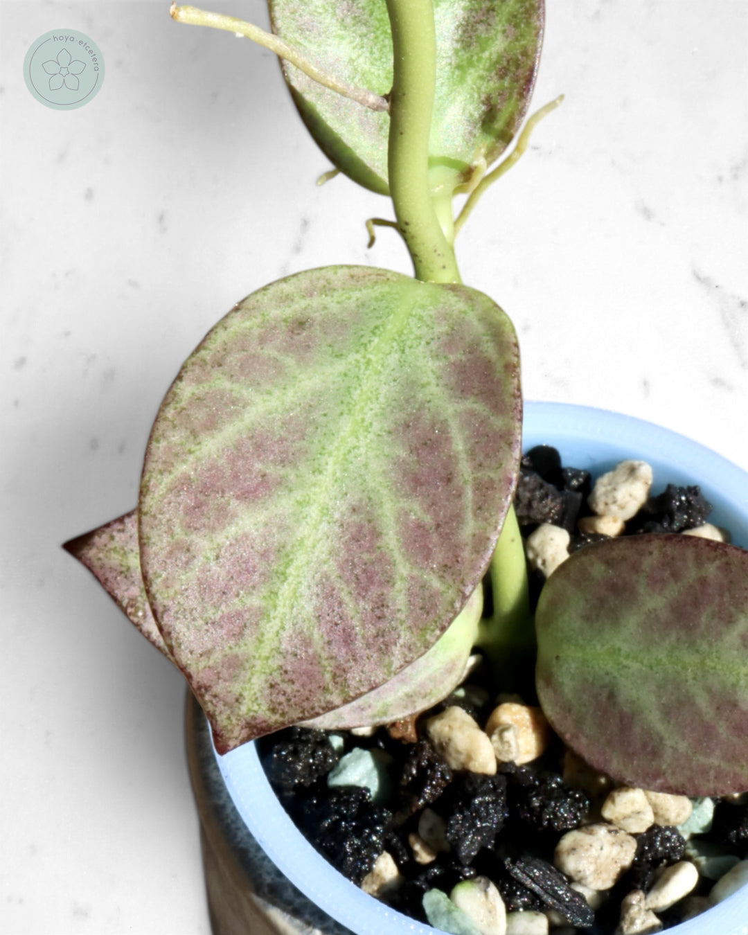 Hoya obscura 'Cryptic Chrome' CML-09-21-A