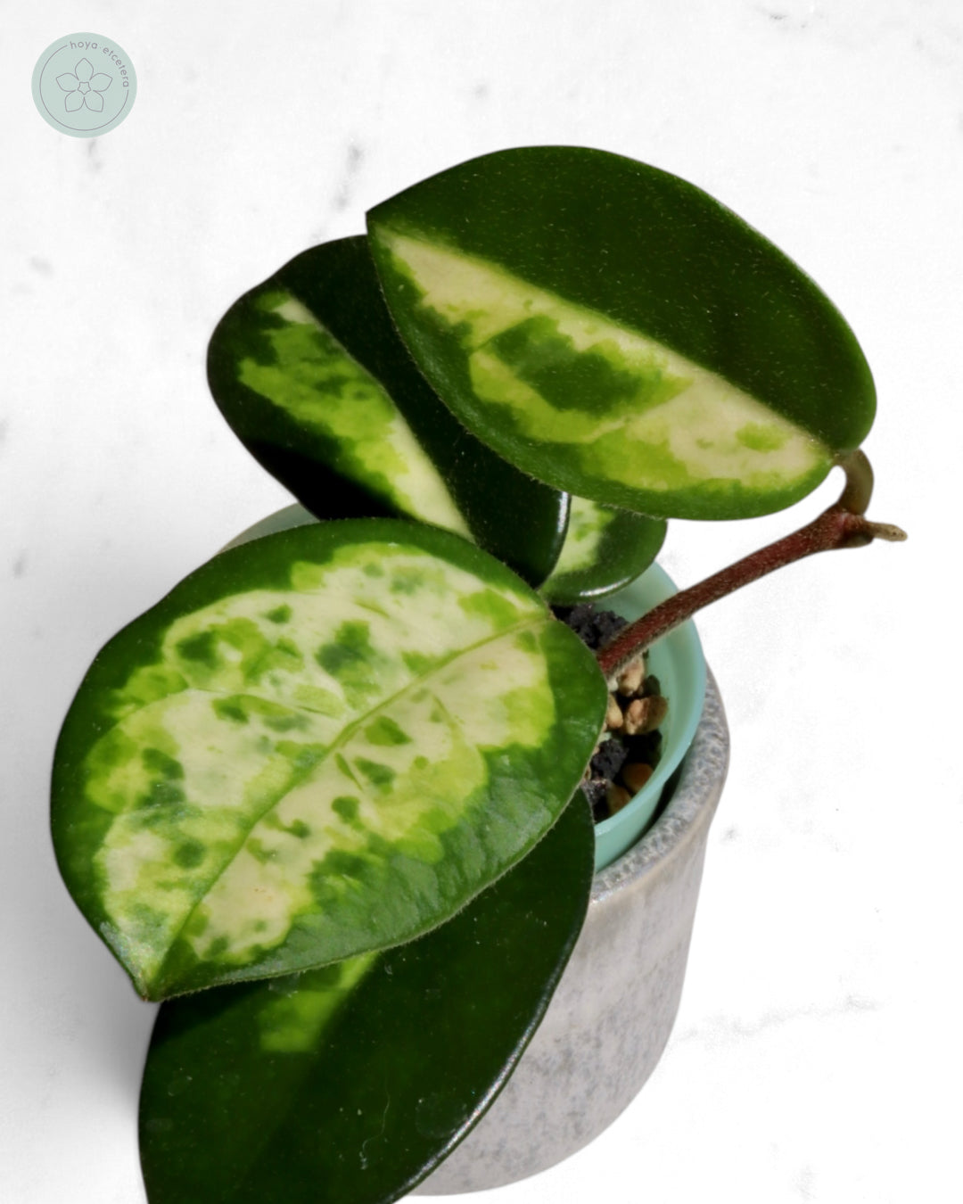 Hoya carnosa 'Madara' (Green Edge)