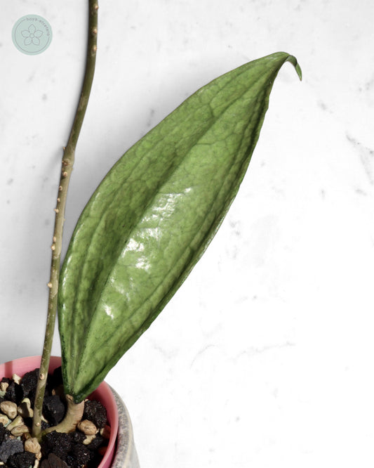 Hoya sp. Germany (silver)