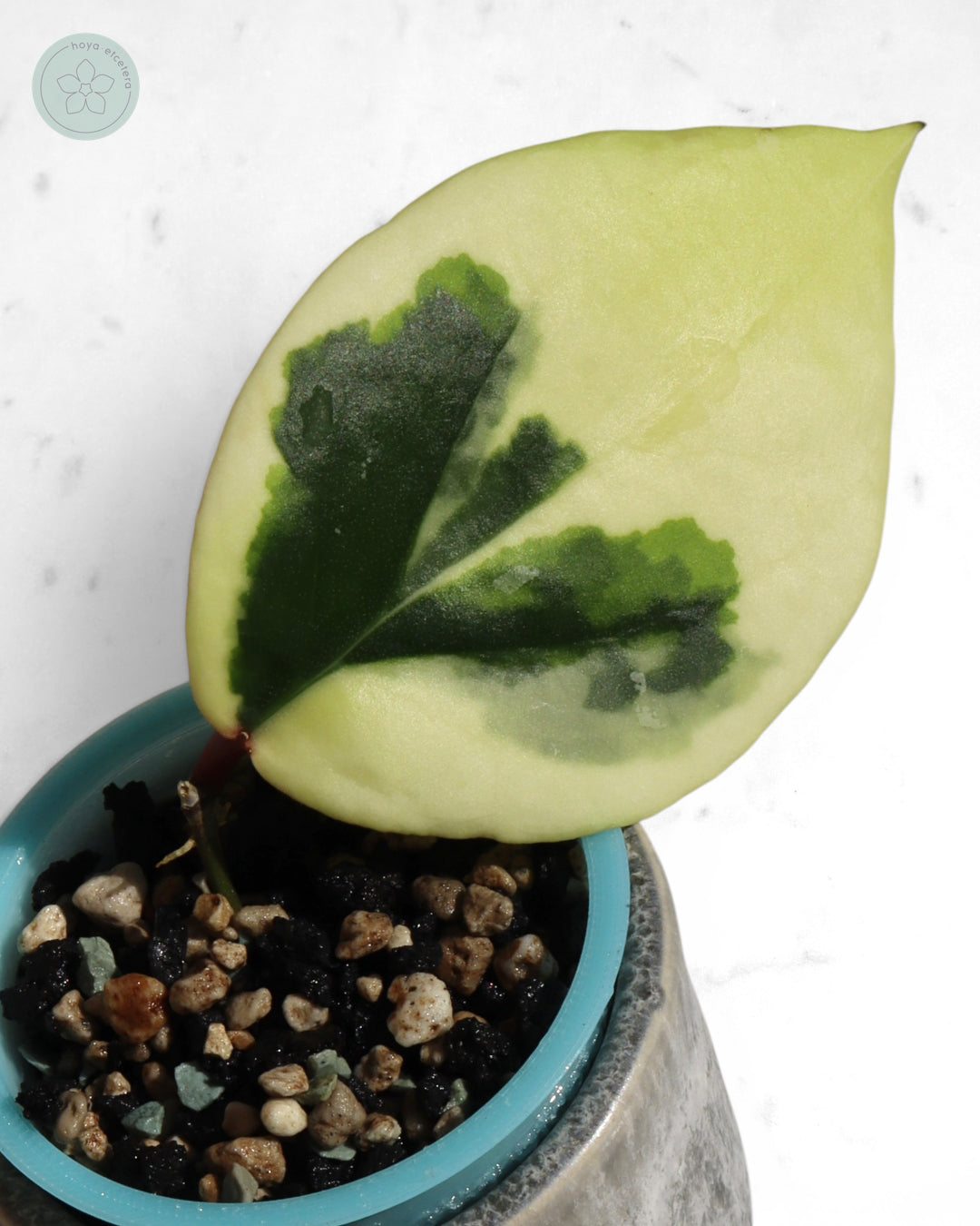 Hoya ilagiorum (albo)