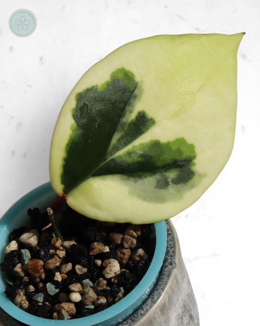 Hoya ilagiorum (albo)