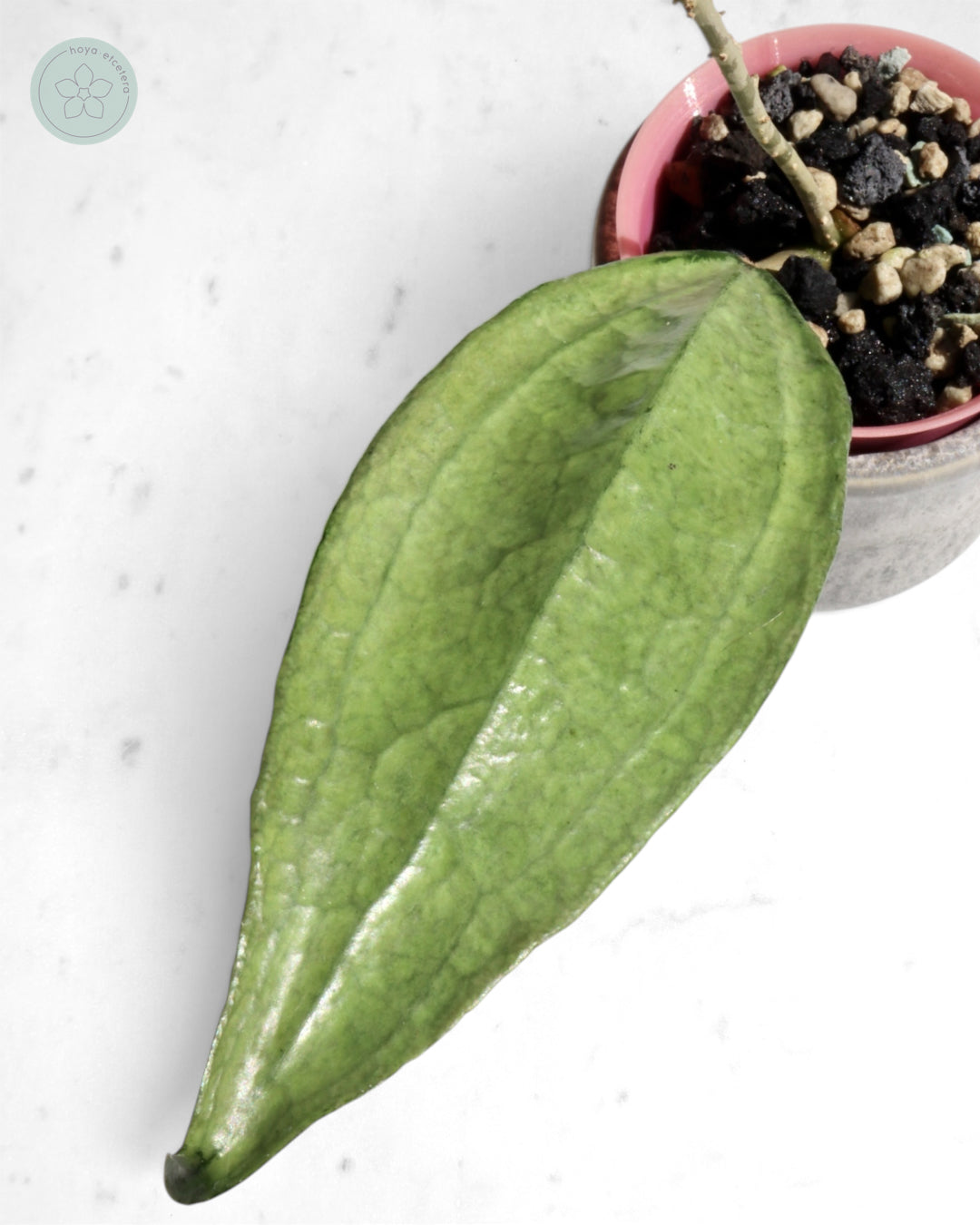 Hoya sp. Germany (silver)